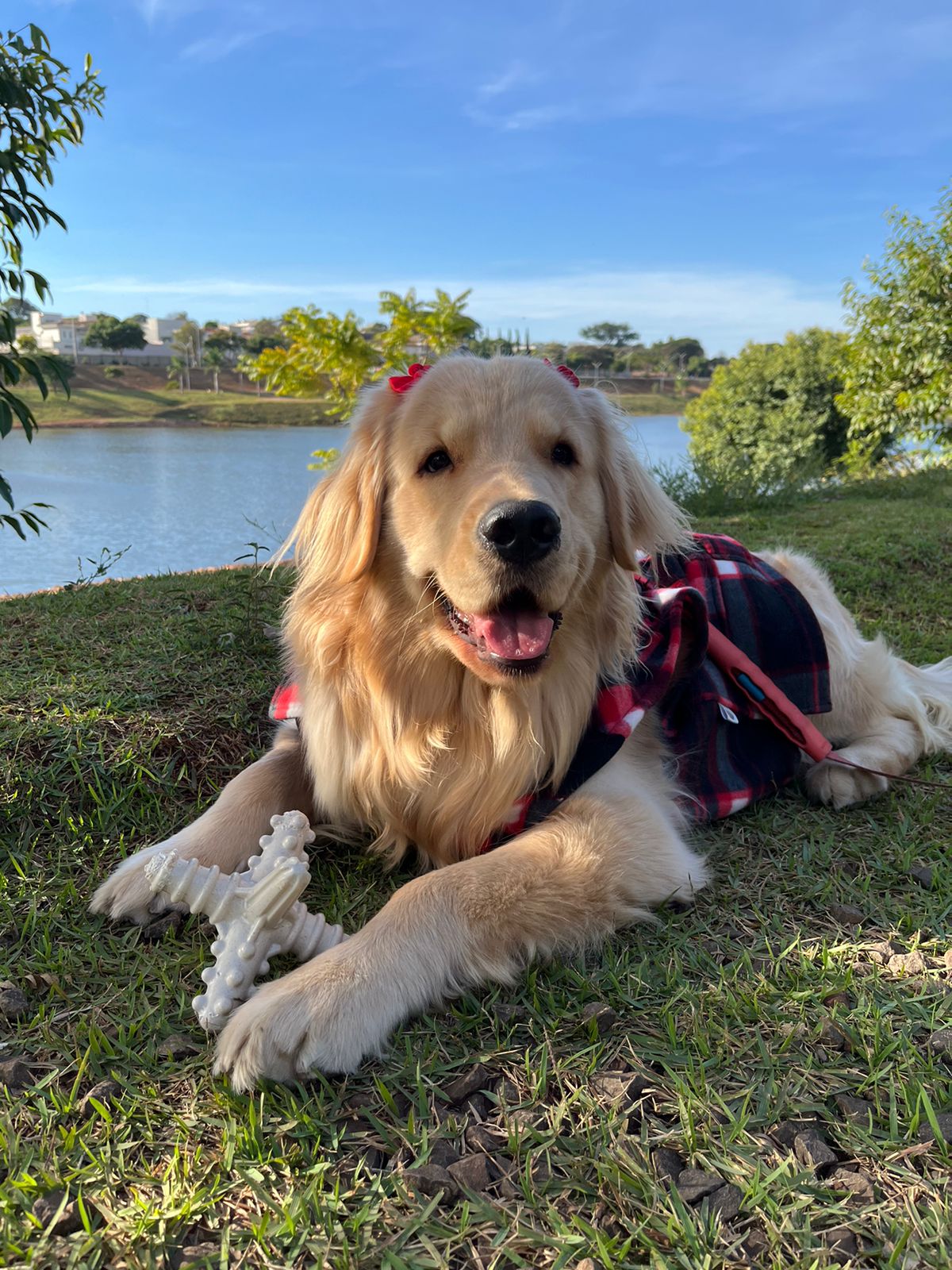 Asterisco Grande Cana de Açúcar  - Mordida Forte