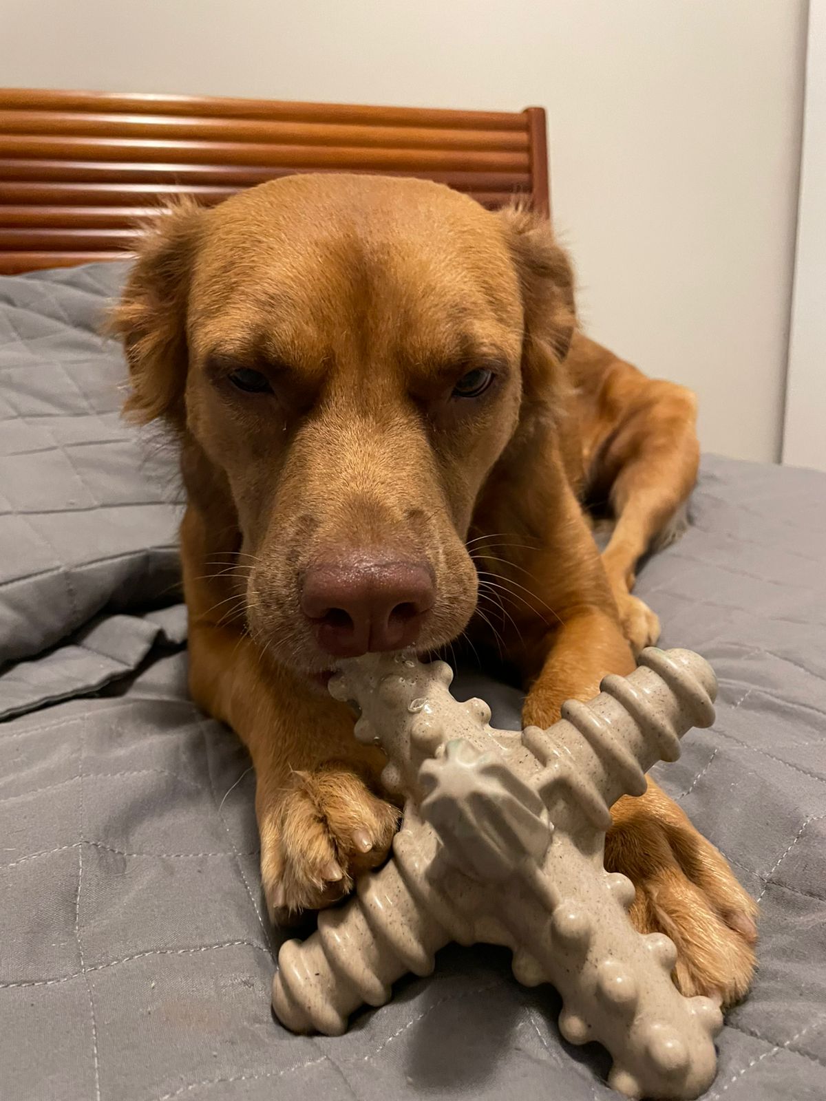 Asterisco Grande Laranja - Mordida Moderada