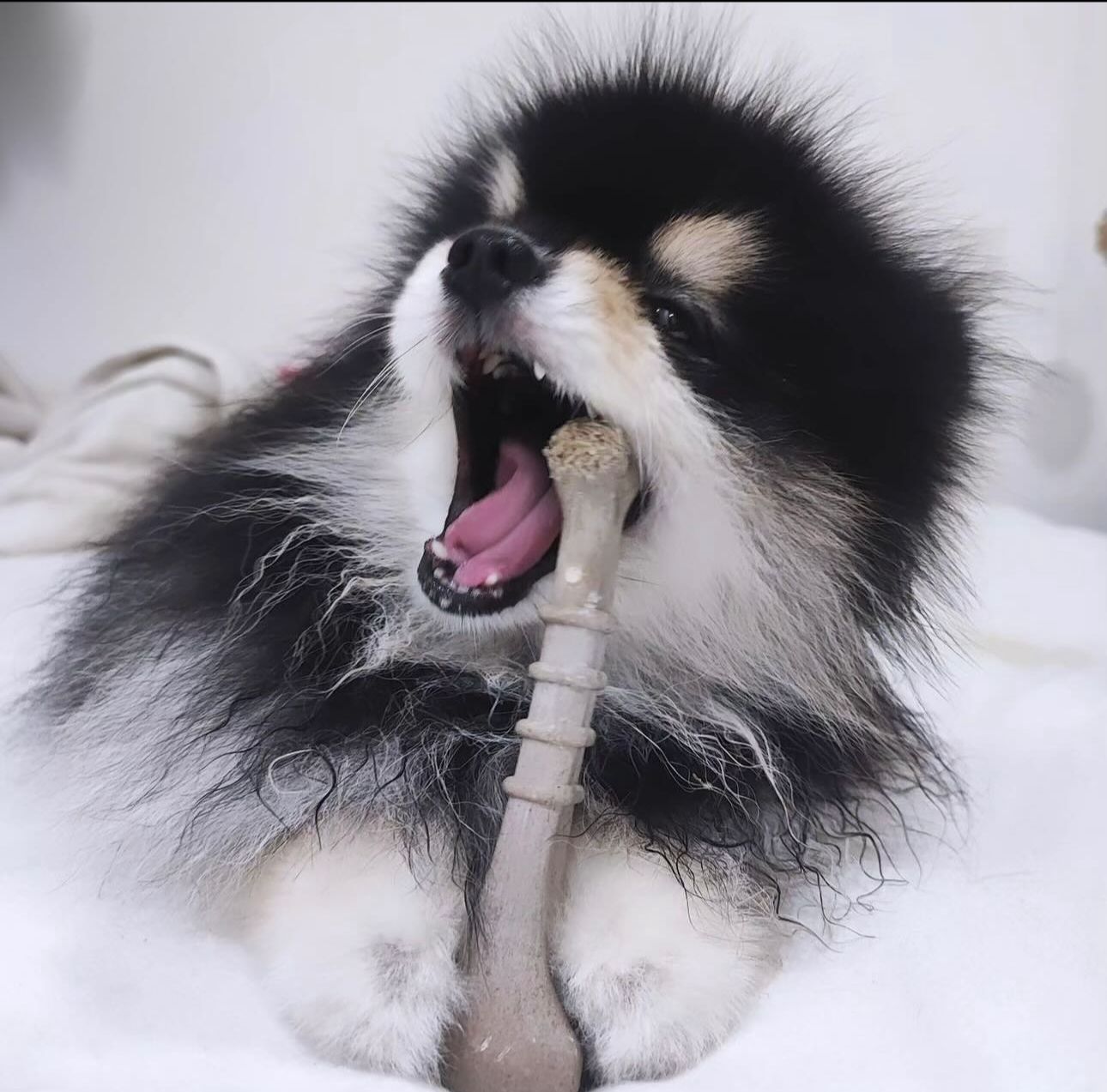 Ossinho Pequeno Laranja - Mordida Moderada