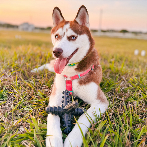 Asterisco Grande Carne - Mordida Extra Forte