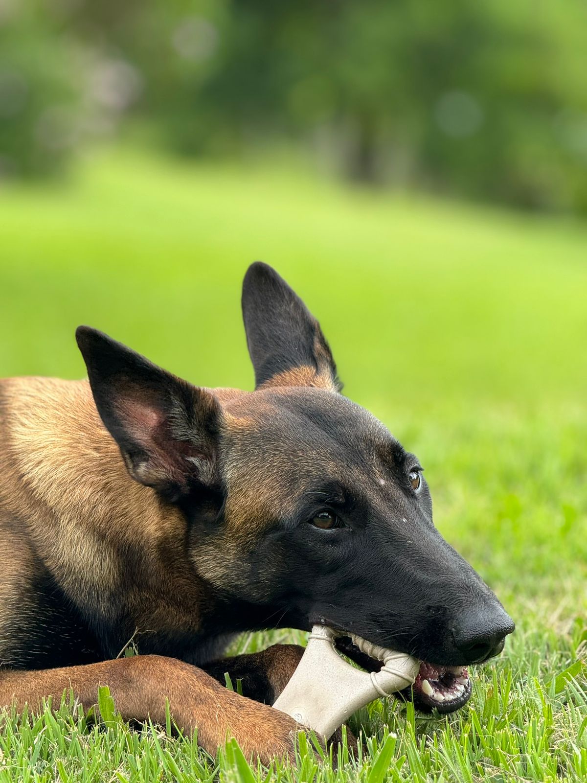 Ossão Grande Cana de Açúcar - Mordida Forte