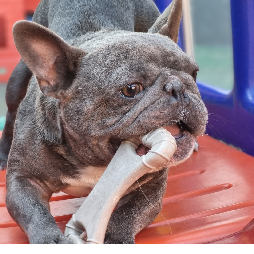 Ossão Grande Cana de Açúcar - Mordida Forte