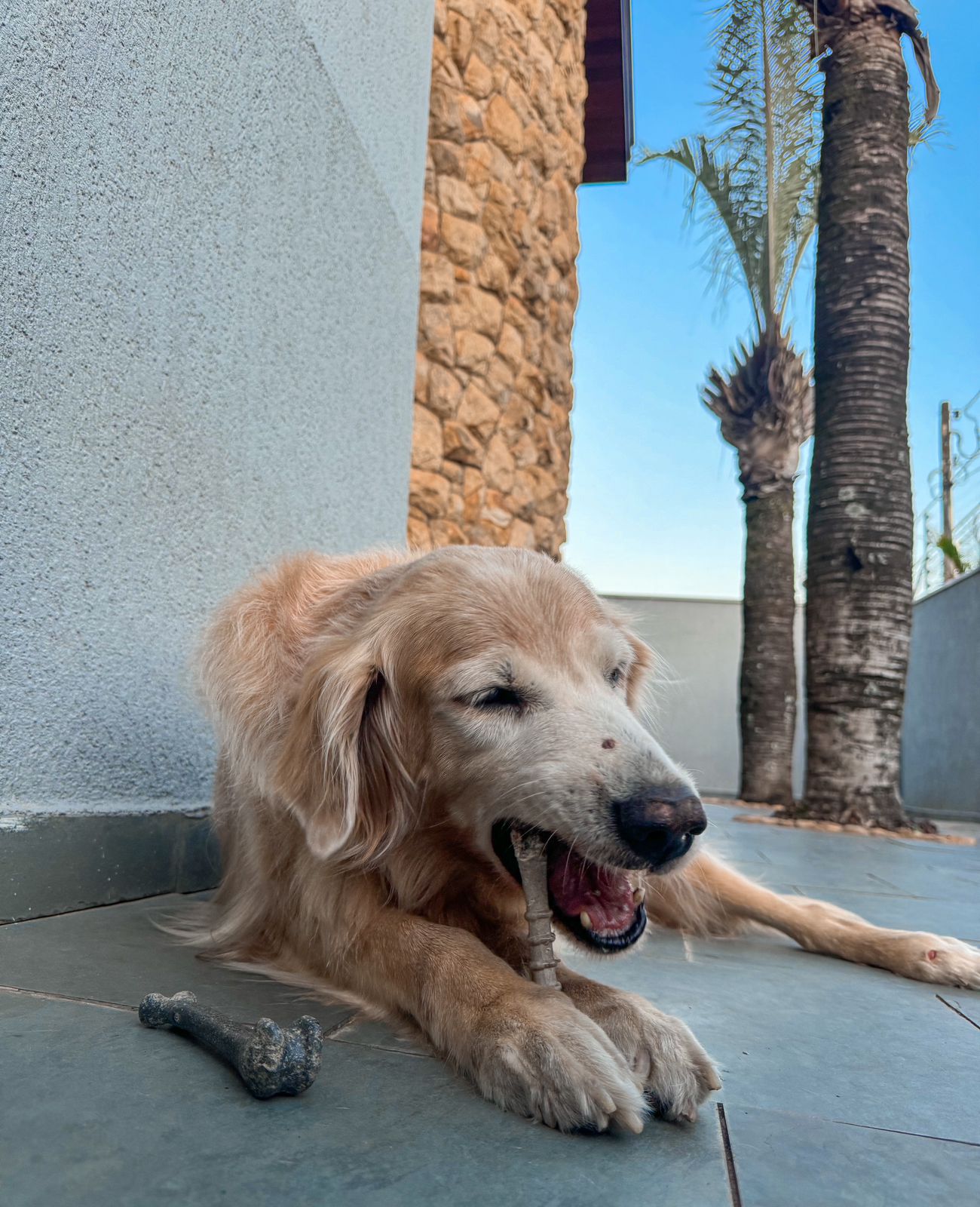 Ossinho Pequeno Laranja - Mordida Moderada