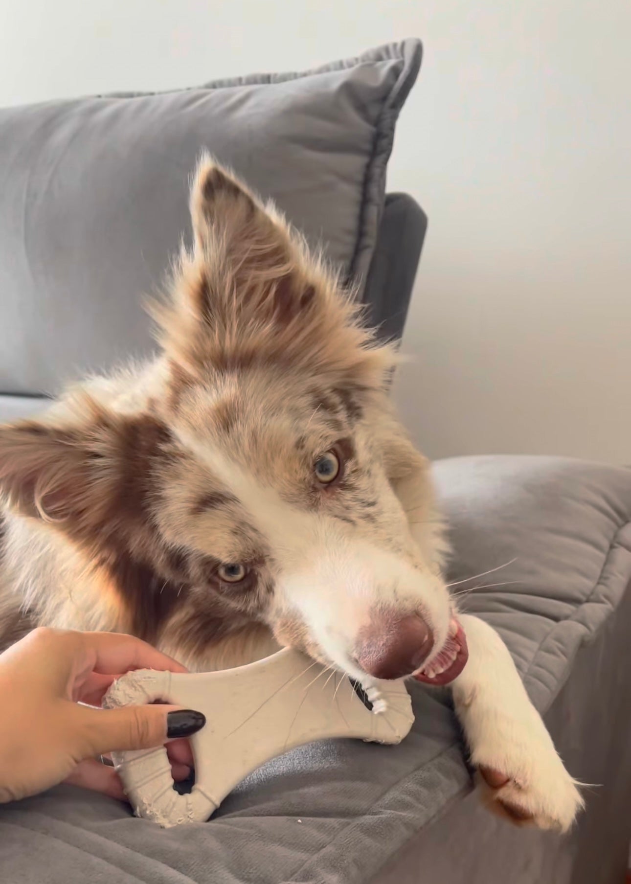 Ossão Grande Cana de Açúcar - Mordida Forte