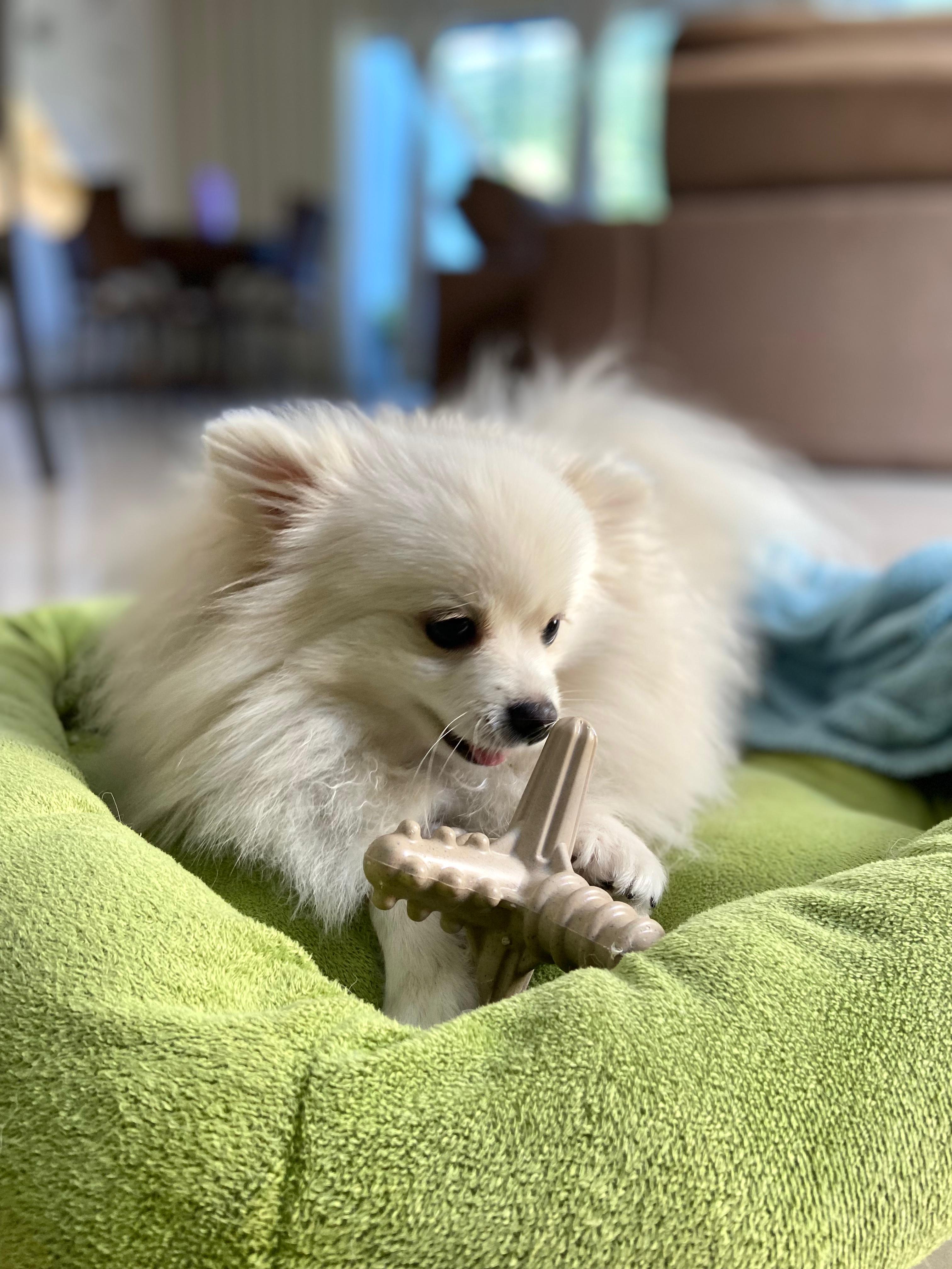 Asterisco Pequeno Cana de Açúcar - Mordida Forte